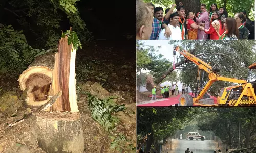 చెట్ల నరికివేతపై సుప్రీంకోర్టు స్టే