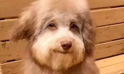 అచ్చం మనిషి ముఖం లాగే !