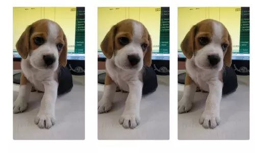 జోమాటో డెలివరీ బాయ్ నిర్వాకం.. కుక్కను ఎత్తుకెళ్లిపోయాడు! జోమాటో డెలివరీ బాయ్ నిర్వాకం.. కుక్కను ఎత్తుకెళ్లిపోయాడు!