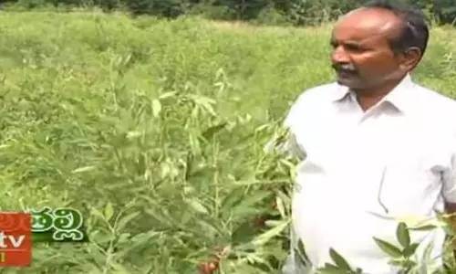 పకృతి విధానంలో పందిరి పంటల సాగు.. పకృతి విధానంలో పందిరి పంటల సాగు..