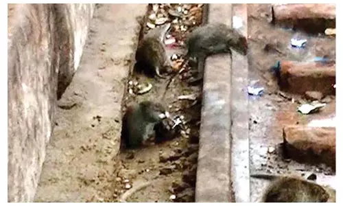 ఒక్క ఎలుక పట్టుకోవడానికి 22 వేలు.. చెన్నై రైల్వే నిర్వాకం..