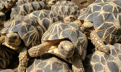 700 తాబేళ్లు అక్రమ రవాణా.. కృష్ణా జిల్లాలో ఇద్దరు అరెస్టు 700 తాబేళ్లు అక్రమ రవాణా.. కృష్ణా జిల్లాలో ఇద్దరు అరెస్టు