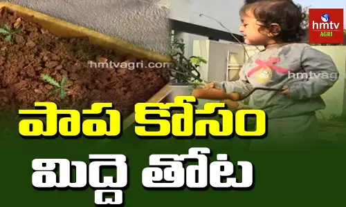 పాప కోసం మిద్దె తోట పాప కోసం మిద్దె తోట
