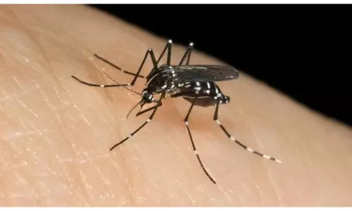 దోమలు తెచ్చి పెట్టే డెంగీకి పరిష్కారం ఆ దోమల్లోనే!