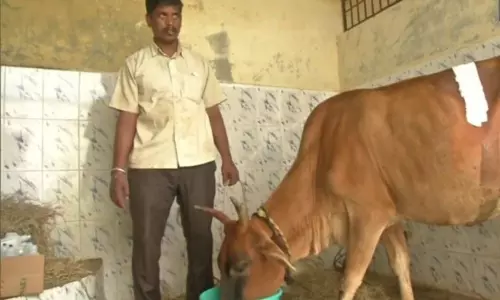 ఆవు కడుపులో 52 కిలోల ప్లాస్టిక్ వ్యర్థాలను తొలగించిన వైద్యులు