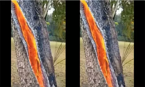 నిప్పులు కురిపిస్తున్న చెట్టు  వైరల్ వీడియో