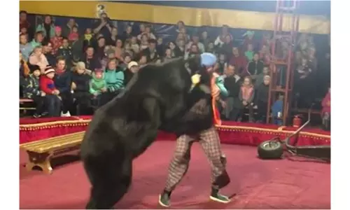 సర్కస్ లో దారుణం... ట్రైనర్ పై ఎలుగుబంటి దాడి