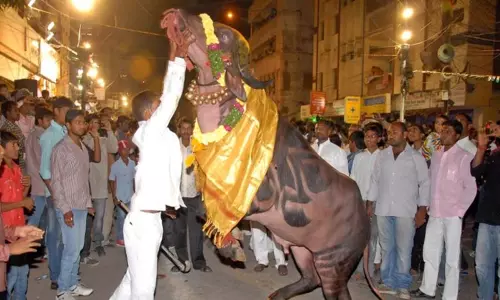హైదరాబాద్లో ఘనంగా సదర్ ఉత్సవాలు హైదరాబాద్లో ఘనంగా సదర్ ఉత్సవాలు