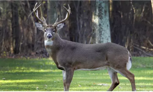 హత విధీ..దుప్పిని వేటాడబోయాడు..ఆ దుప్పి చేతిలోనే చచ్చాడు! హత విధీ..దుప్పిని వేటాడబోయాడు..ఆ దుప్పి చేతిలోనే చచ్చాడు!