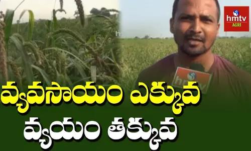 చిరుధాన్యాల సాగులో యువరైతు... చిరుధాన్యాల సాగులో యువరైతు...