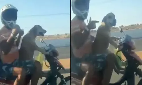 వైరల్.. ఈ కుక్క బైకు మీద ఇద్దరిని ఎక్కించుకుని ఎలా డ్రైవ్ చేస్తుందో చూడండి వైరల్.. ఈ కుక్క బైకు మీద ఇద్దరిని ఎక్కించుకుని ఎలా డ్రైవ్ చేస్తుందో చూడండి