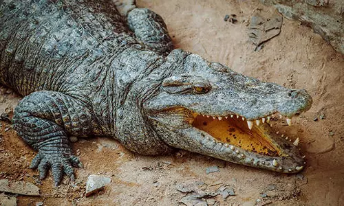 స్నేహితురాలి కోసం.. మొసలితో పోరాడి కళ్లు పీకేసిన చిన్నారి