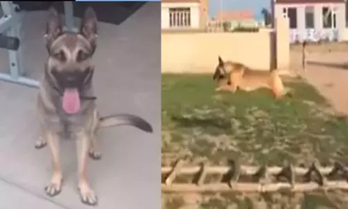 వైరల్ వీడియో ‌:  శునకం అదిరిపోయే స్టంట్స్ ..