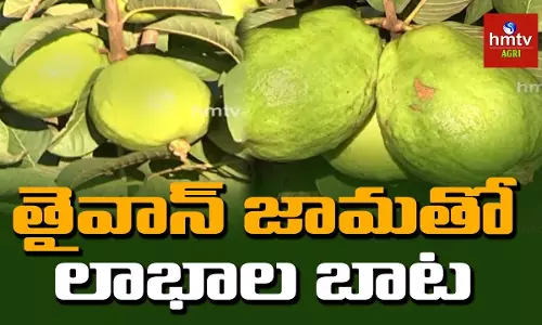 ప్రకృతి విధానంలో తైవాన్ జామ సాగు ప్రకృతి విధానంలో తైవాన్ జామ సాగు