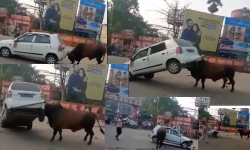 హారను కొడితే ఆ ఎద్దుకు మండింది.. కొమ్ములతో కుమ్మేసింది!