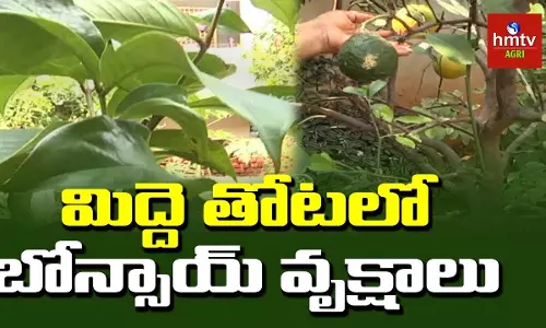 ఓరుగల్లు సిగలో మిద్దెతోట రత్నాలు ఓరుగల్లు సిగలో మిద్దెతోట రత్నాలు