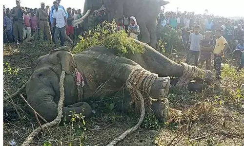 Laden A Rogue Elephant Laden A Rogue Elephant