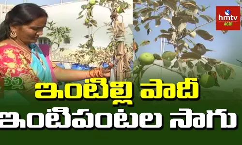 ఇంటిల్లి పాదీ ఇంటిపంటల సాగు ఇంటిల్లి పాదీ ఇంటిపంటల సాగు