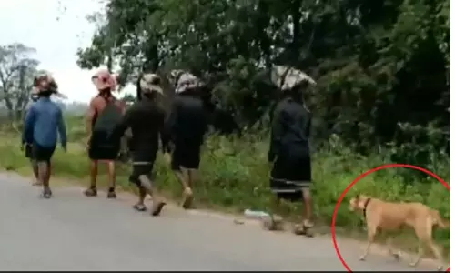 stray dog  following a group of ayyappa devotees