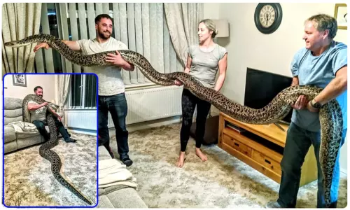 అదో పెంపుడు పైథాన్ అదో పెంపుడు పైథాన్