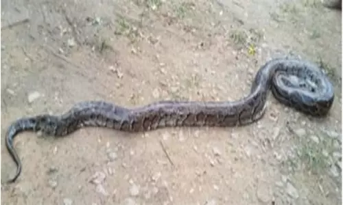 కూలీలను భయభ్రాంతులకు గురి చేసిన భారీ కొండచిలువ