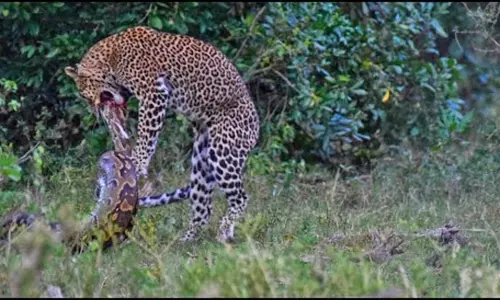 చిరుత పవర్ ముందు దాసోహమన్న కొండ చిలువ! చిరుత పవర్ ముందు దాసోహమన్న కొండ చిలువ!