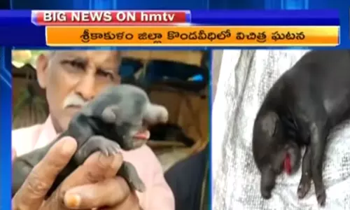 ఏనుగు పిల్లను పోలిన జీవికి జన్మనిచ్చిన శునకం ఏనుగు పిల్లను పోలిన జీవికి జన్మనిచ్చిన శునకం