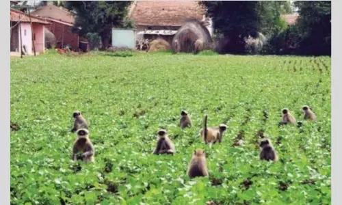 కోతుల దెబ్బకు బెంబేలెత్తుతున్న ఆ గ్రామాల రైతులు