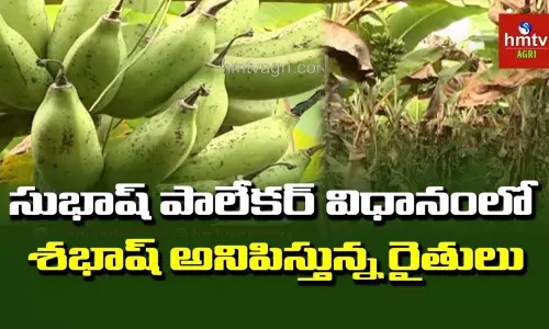 సుభాష్ పాలేకర్ విధానంలో శభాష్ అనిపిస్తున్న రైతులు సుభాష్ పాలేకర్ విధానంలో శభాష్ అనిపిస్తున్న రైతులు