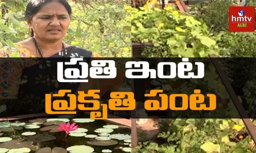 సేంద్రియ పద్దతిలో ఇంటిపంట సేంద్రియ పద్దతిలో ఇంటిపంట