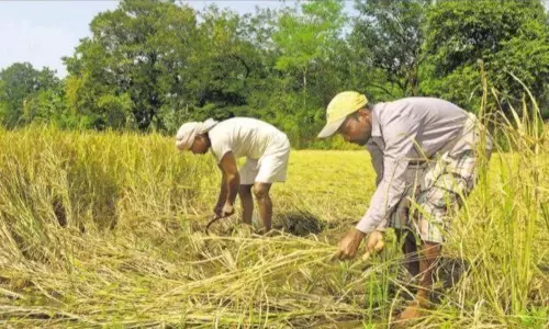 రైతును కలవరపెట్టిన వర్షం