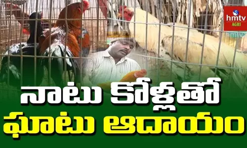 అదనపు ఆదాయానికి నాటు కోళ్ల పెంపకం అదనపు ఆదాయానికి నాటు కోళ్ల పెంపకం