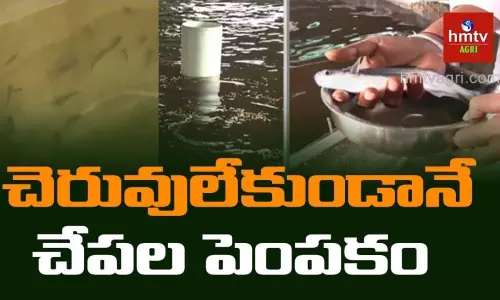 పావు ఎకరంలో చెరువంతటి చేపల సాగు పావు ఎకరంలో చెరువంతటి చేపల సాగు