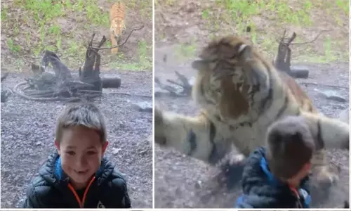 ఏడేళ్ల బాలుడిపై పులి దూకిన వీడియో వైరల్ ఏడేళ్ల బాలుడిపై పులి దూకిన వీడియో వైరల్