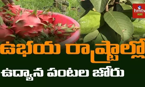 సాగు బండిని లాభాల బాటలో నడిపే ఉద్యానవన పంటలు సాగు బండిని లాభాల బాటలో నడిపే ఉద్యానవన పంటలు