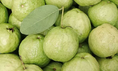 జామ పండు చేసే మేలు తెలిస్తే ఖచ్చితంగా రోజూ తింటారు జామ పండు చేసే మేలు తెలిస్తే ఖచ్చితంగా రోజూ తింటారు