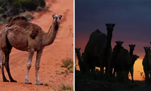 5 రోజుల్లోనే 10 వేల ఒంటెలను చంపబోతున్నారు.. ఒంటెలను చంపేందుకు హెలికాఫ్టర్ల వినియోగం 5 రోజుల్లోనే 10 వేల ఒంటెలను చంపబోతున్నారు.. ఒంటెలను చంపేందుకు హెలికాఫ్టర్ల వినియోగం