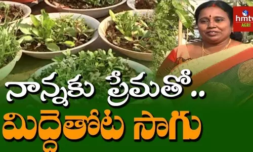 చిన్న పట్టణాలలోనూ పెరుగుతున్న మిద్దెతోటల సంస్కృతి చిన్న పట్టణాలలోనూ పెరుగుతున్న మిద్దెతోటల సంస్కృతి