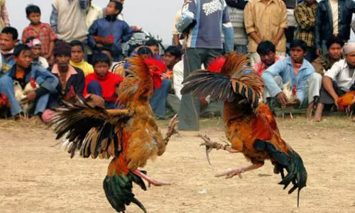 జోరుగా సాగిన కోడిపందాలు.. టెక్నాలజీని అద్భుతంగా వాడుకున్న పందెం రాయుళ్లు జోరుగా సాగిన కోడిపందాలు.. టెక్నాలజీని అద్భుతంగా వాడుకున్న పందెం రాయుళ్లు