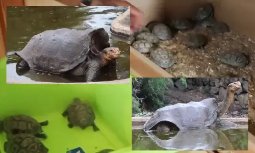 Playboy Tortoise : వందేళ్ల తాబేలు..800 తాబేళ్లకు తండ్రి అయింది.. వంశాన్ని బతికించింది!
