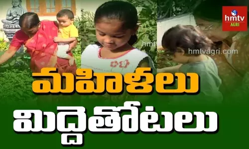 మహిళలు... మిద్దెతోటలు ! మహిళలు... మిద్దెతోటలు !