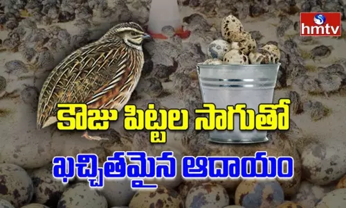 పిట్ట చిన్నదే కానీ దాని పెంపకంలో వచ్చే లాభాలు మాత్రం ఘనం !! పిట్ట చిన్నదే కానీ దాని పెంపకంలో వచ్చే లాభాలు మాత్రం ఘనం !!