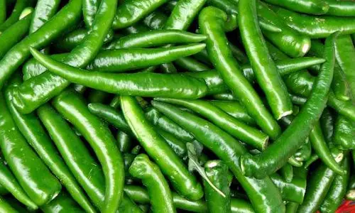 ఘాటైన పచ్చిమిర్చితో.. మేలైన లాభాలు ఘాటైన పచ్చిమిర్చితో.. మేలైన లాభాలు