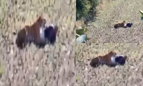 పులి నోటి చిక్కి బతికిచచ్చాడు..!