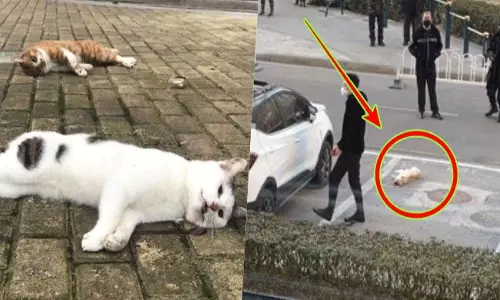 కరోనావైరస్ ముందు ఏ ప్రేమైనా భారమే.. రోడ్లపైకి విసిరేస్తున్నారు..