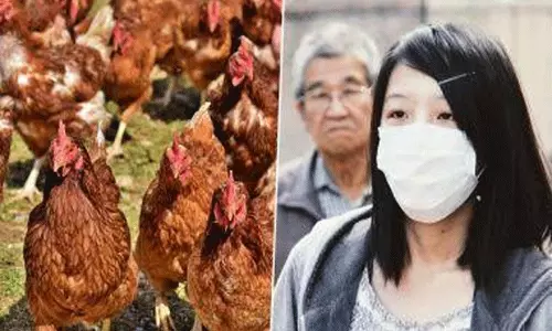 చైనాలో మరో భయంకర వైరస్.. వేలాది కోళ్ళ మృత్యువాత