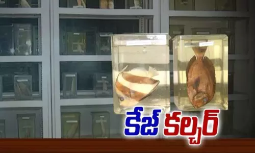 ఆధునిక పద్ధతుల వైపు మళ్లుతున్న మత్స్యకారులు ఆధునిక పద్ధతుల వైపు మళ్లుతున్న మత్స్యకారులు