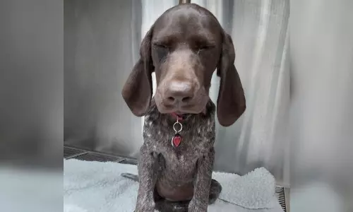 నా పేరు పెప్పర్ నేను నిశ్చితార్ధం ఉంగరం మింగాను