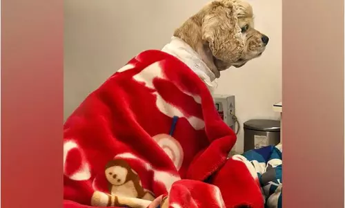 దేశంలోనే అరుదైన ఘటన.. కుక్కకు పేస్‌మేకర్‌