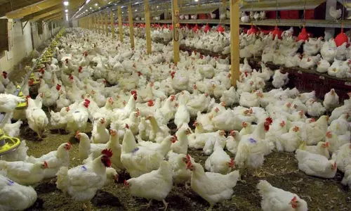 కరోనా దెబ్బకు వందలోపు తగ్గిన చికెన్ ధరలు